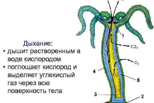 Новые омг